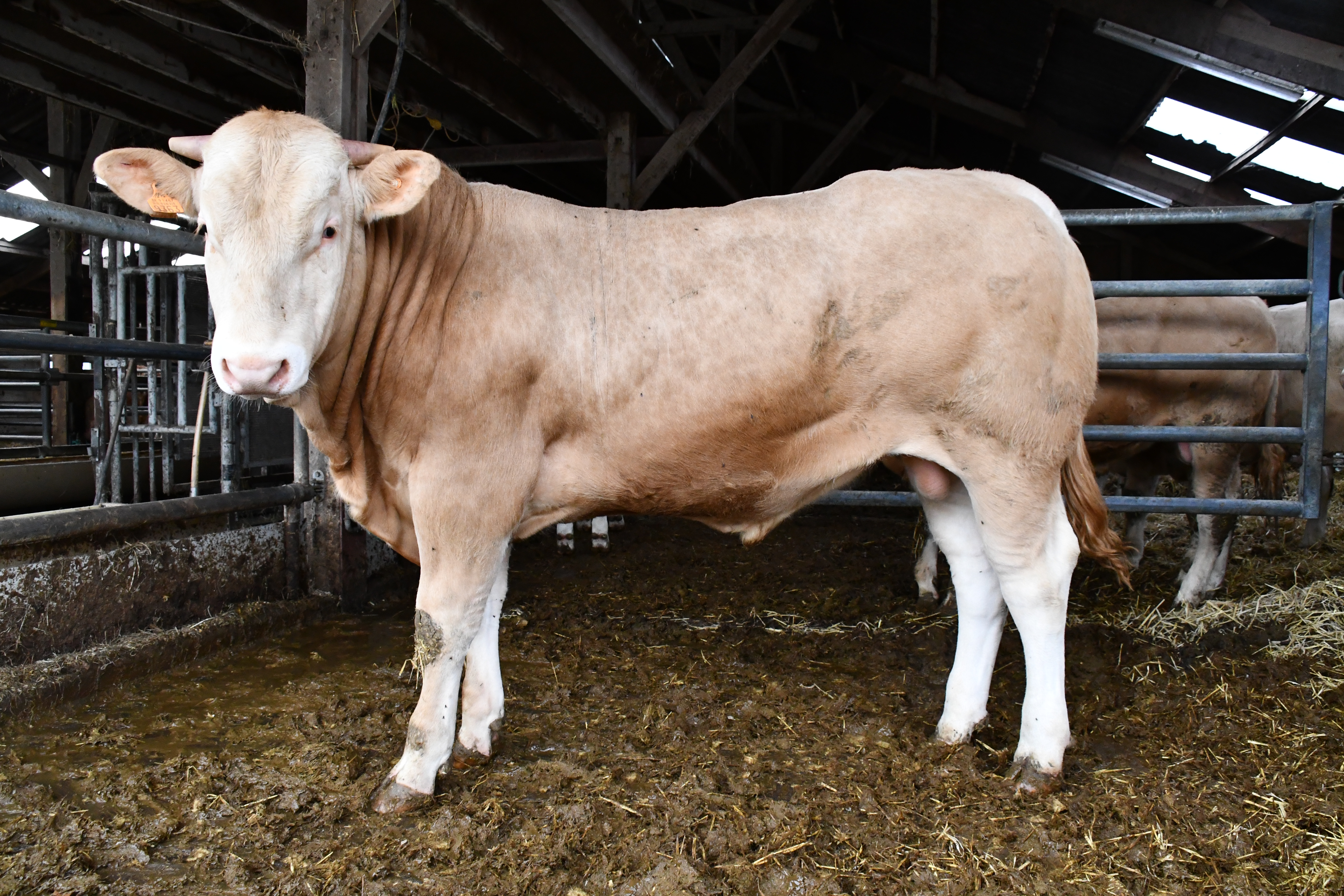 Stierenveiling op 26 maart online