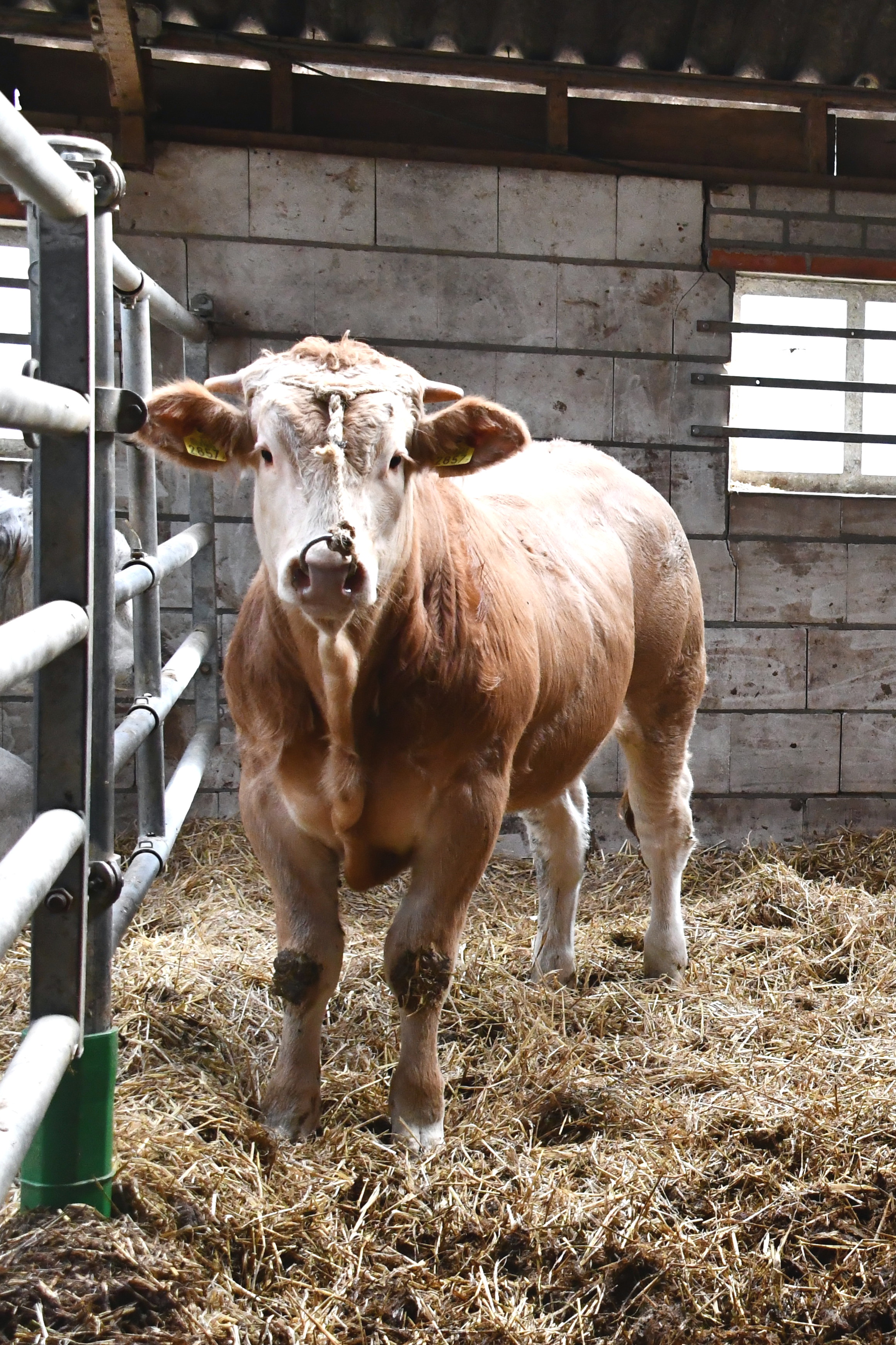 Exterieurscores van de BAC-veilingstieren