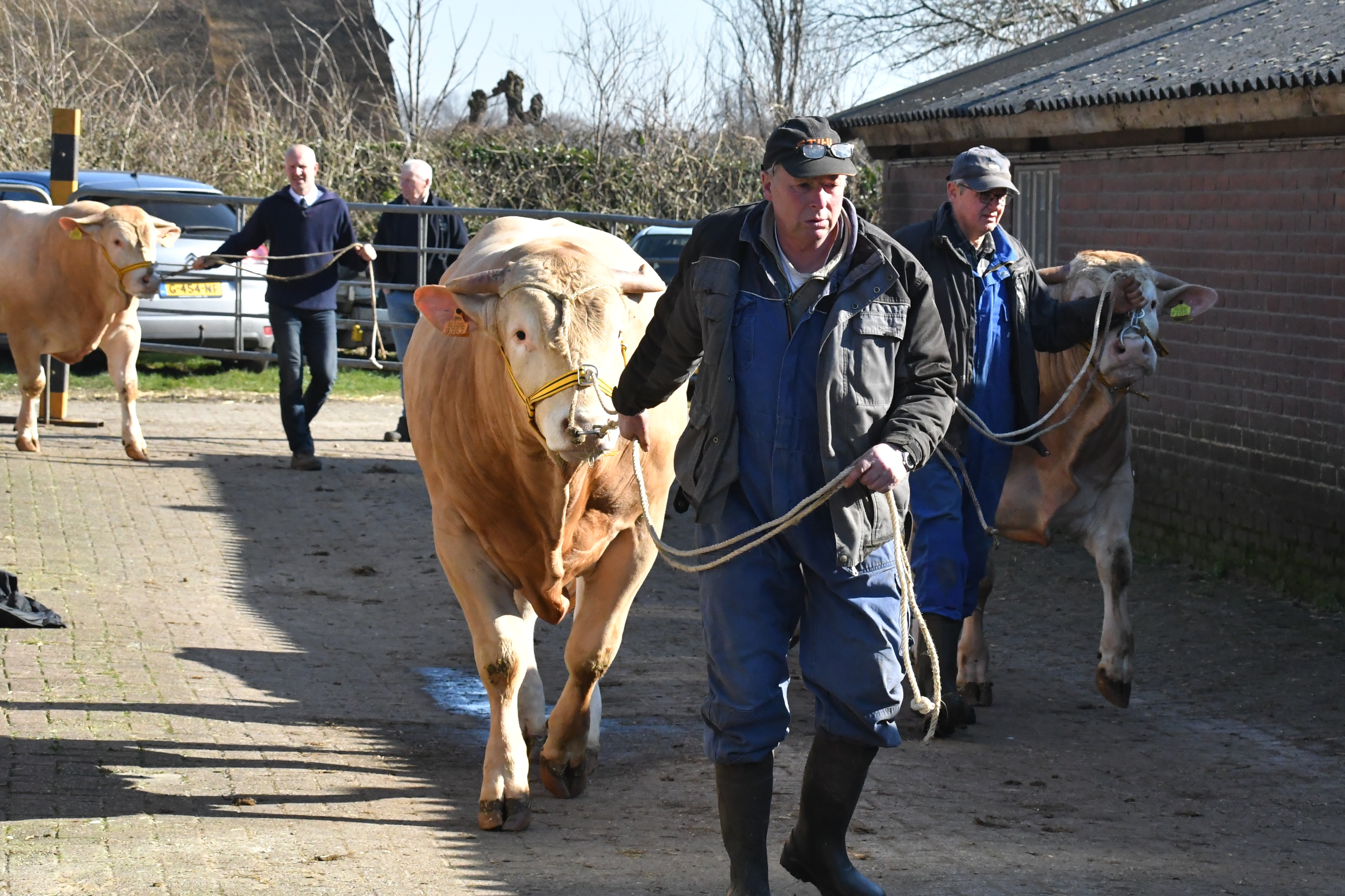 Video en foto voor de BAC-veiling