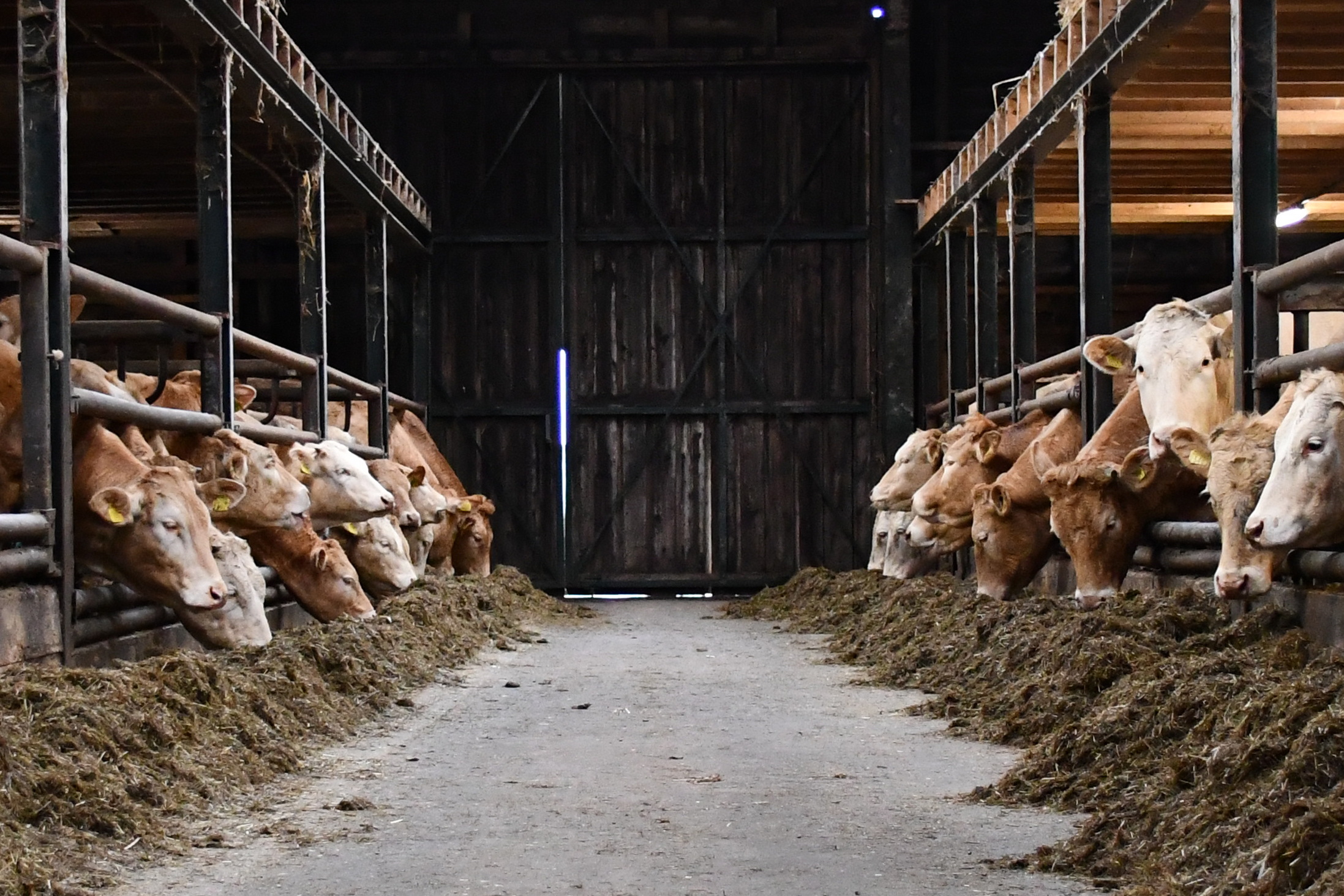Uitgekiend voeren bij de familie Jansen in Balgoij