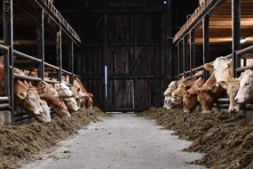 een gedeelte van de stal