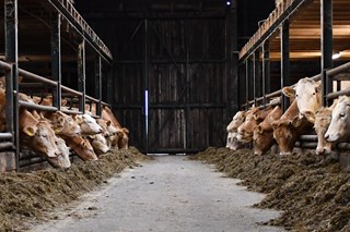 een gedeelte van de stal