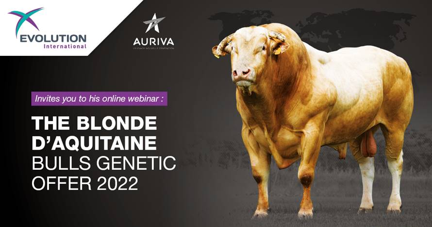 Webinar AURIVA Blonde d'Aquitaine stierenpresentatie