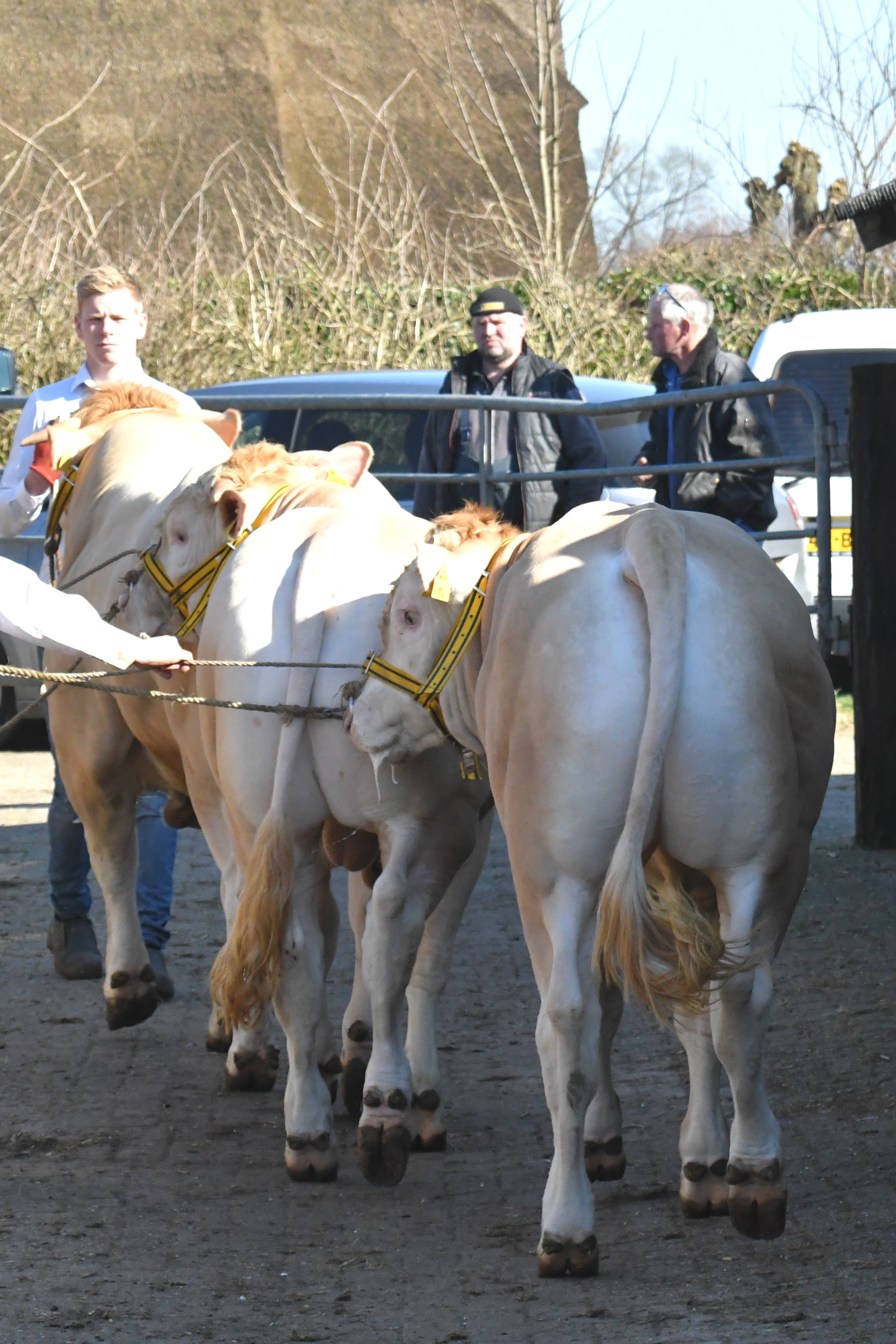 Uitgebreide exterieurscores BAC-veilingstieren online