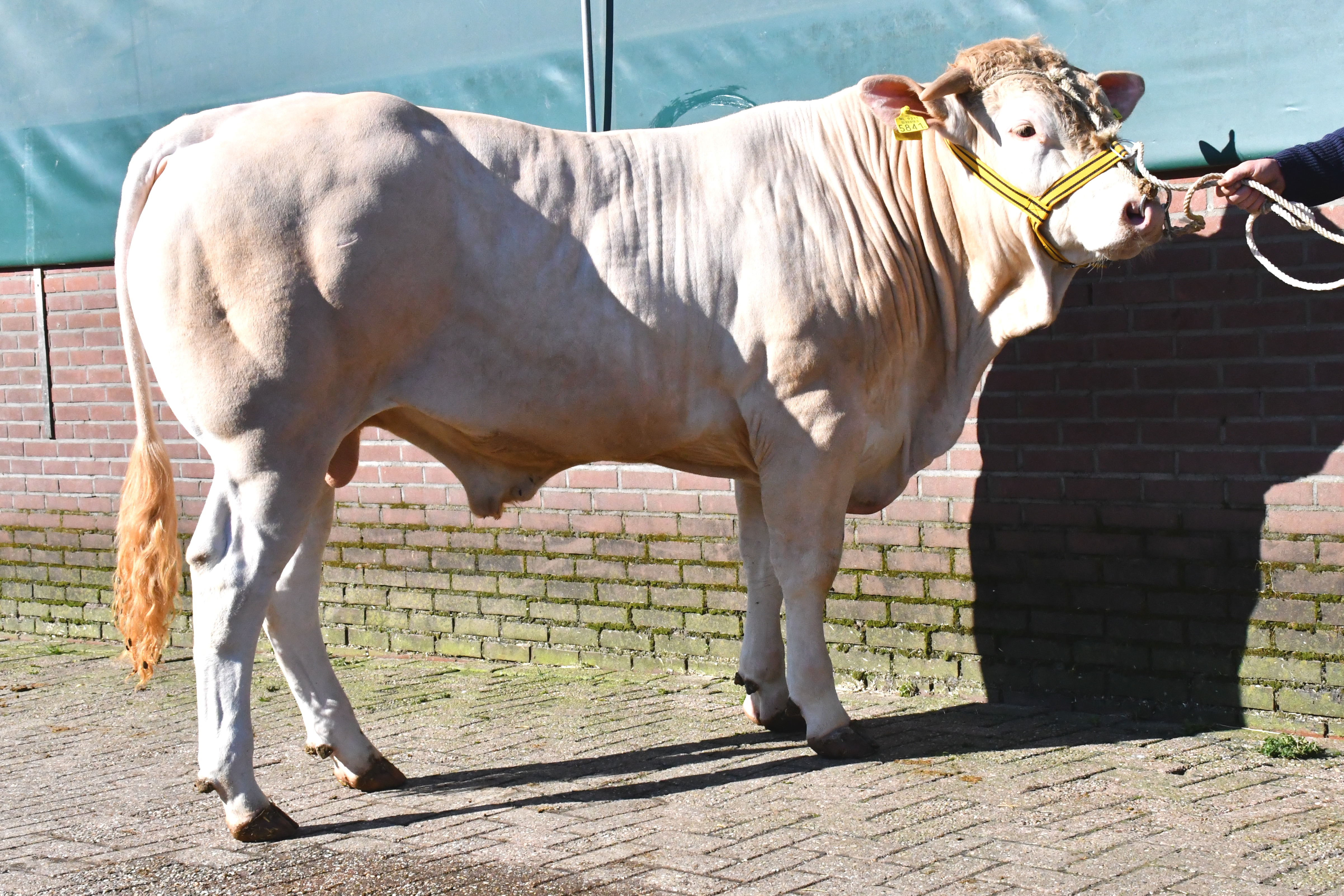 Foto's van de BAC-veilingstieren