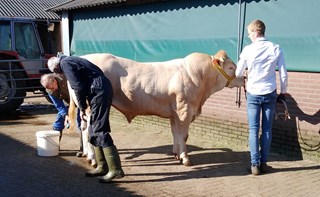 voorbereiding voor de veiling