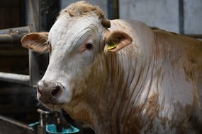 stier op het bedrijf