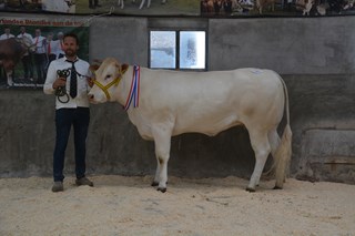 Porsche vd Boerlanderij Reserve Kampioen  1 tot 3 jaar