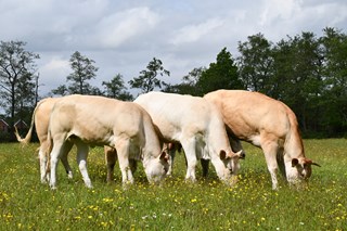 vaarzen