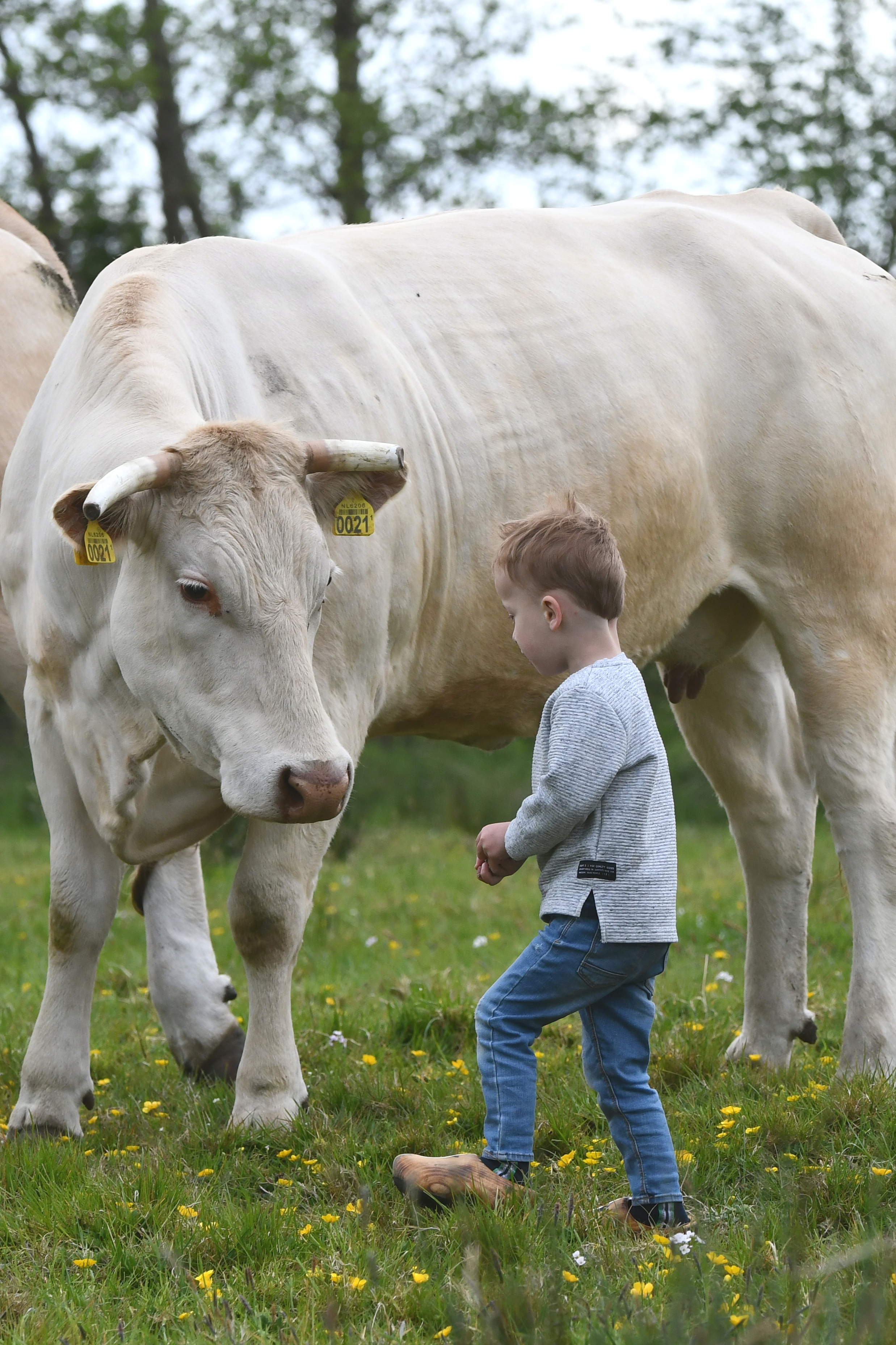 Young Breeders-Blonde d’Aquitaine ook iets voor jou?