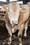 stier 9863
