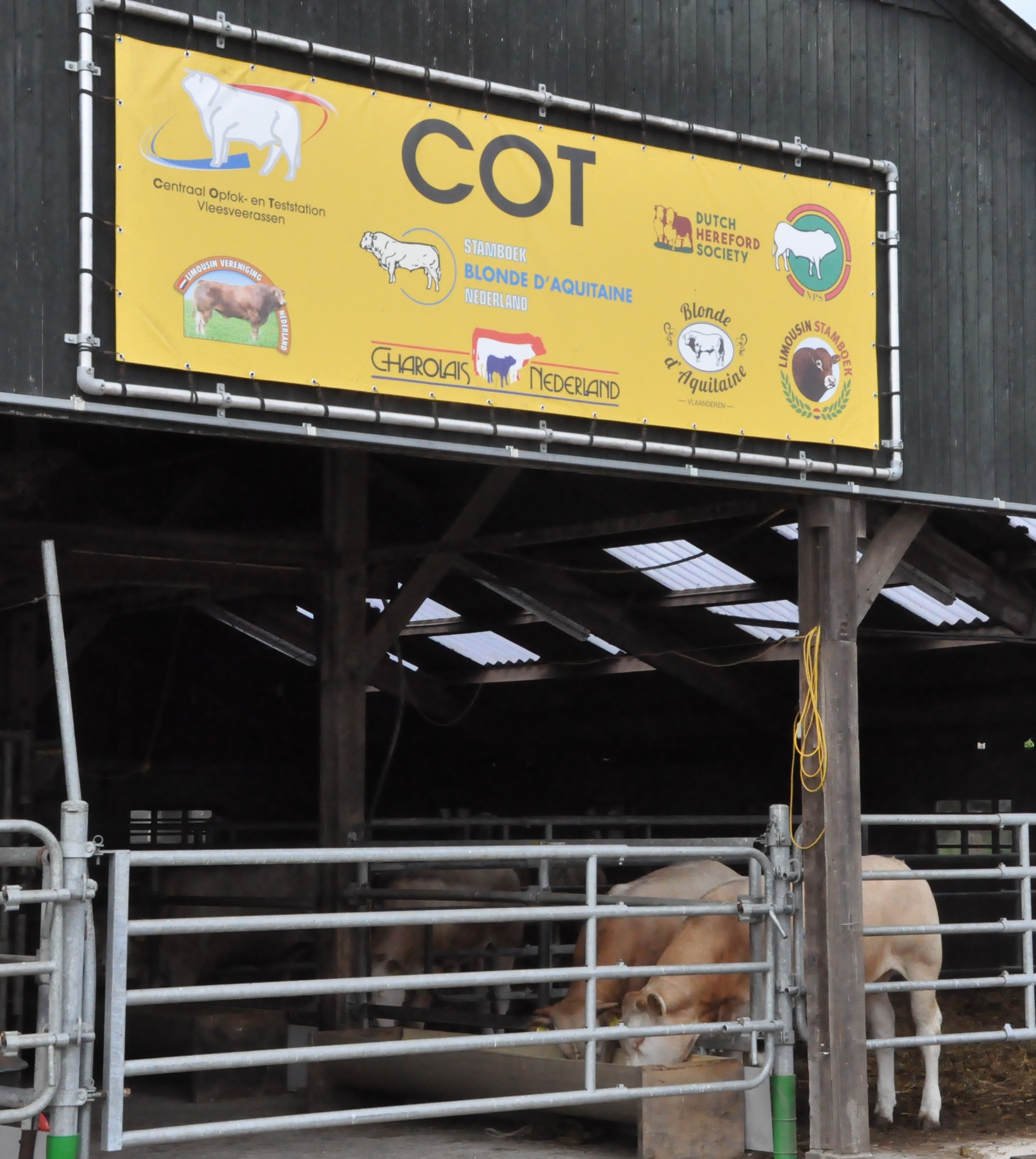 Aanmelden stiertjes voor centrale opfok COT in Laren