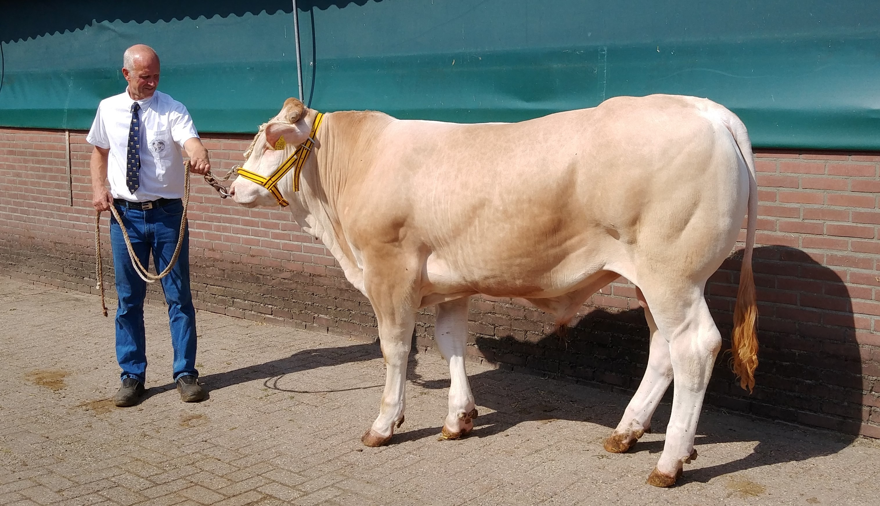 BAC-veilingstieren ingeschreven