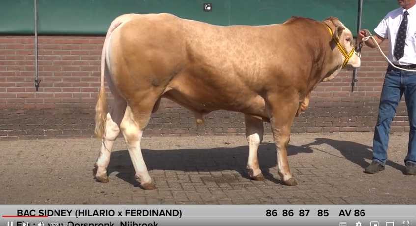 Video BAC-veilingstieren online