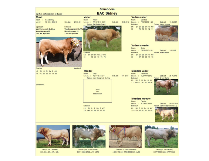 Fotostambomen van de BAC-veilingstieren