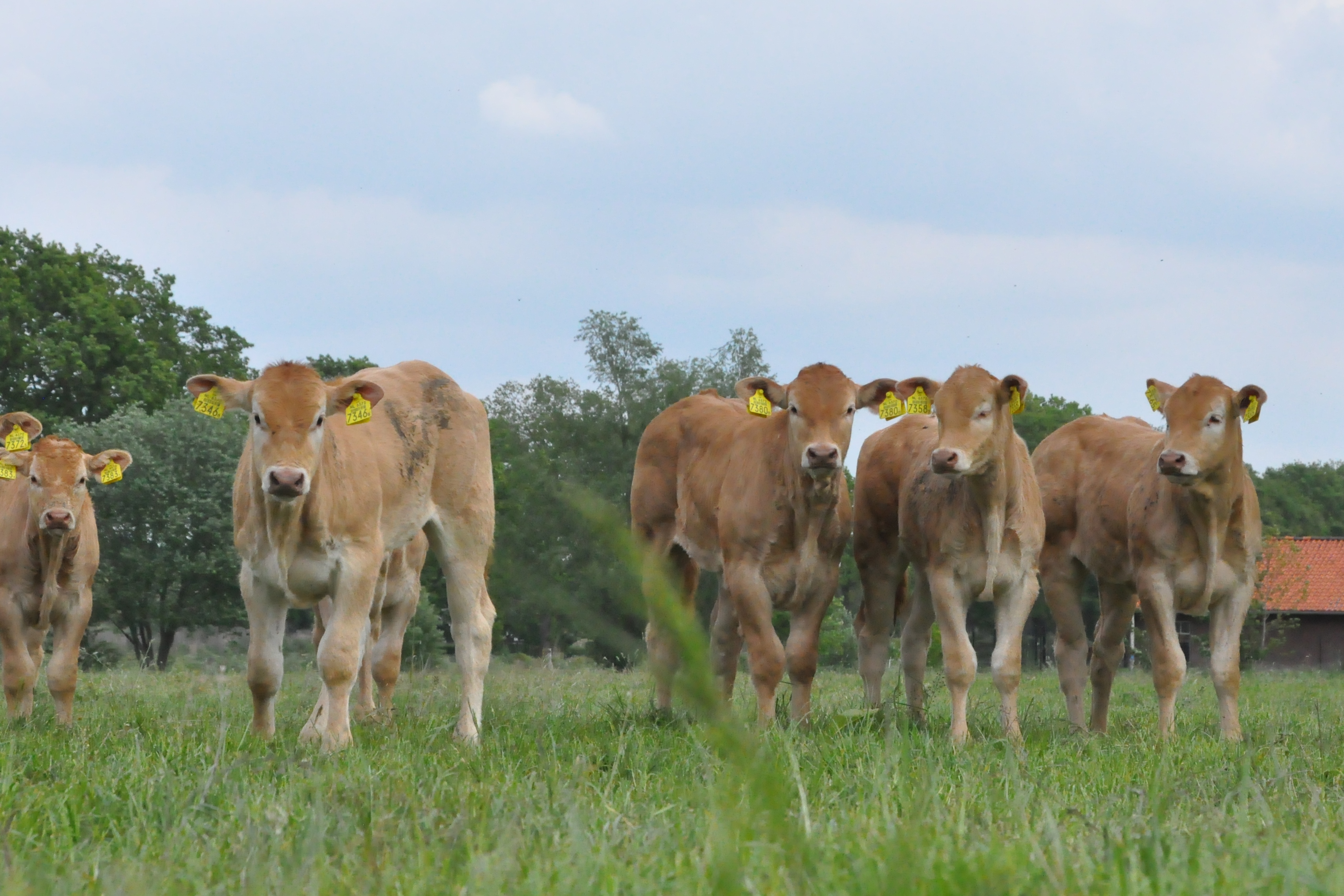Nieuwe IBOVAL indexen