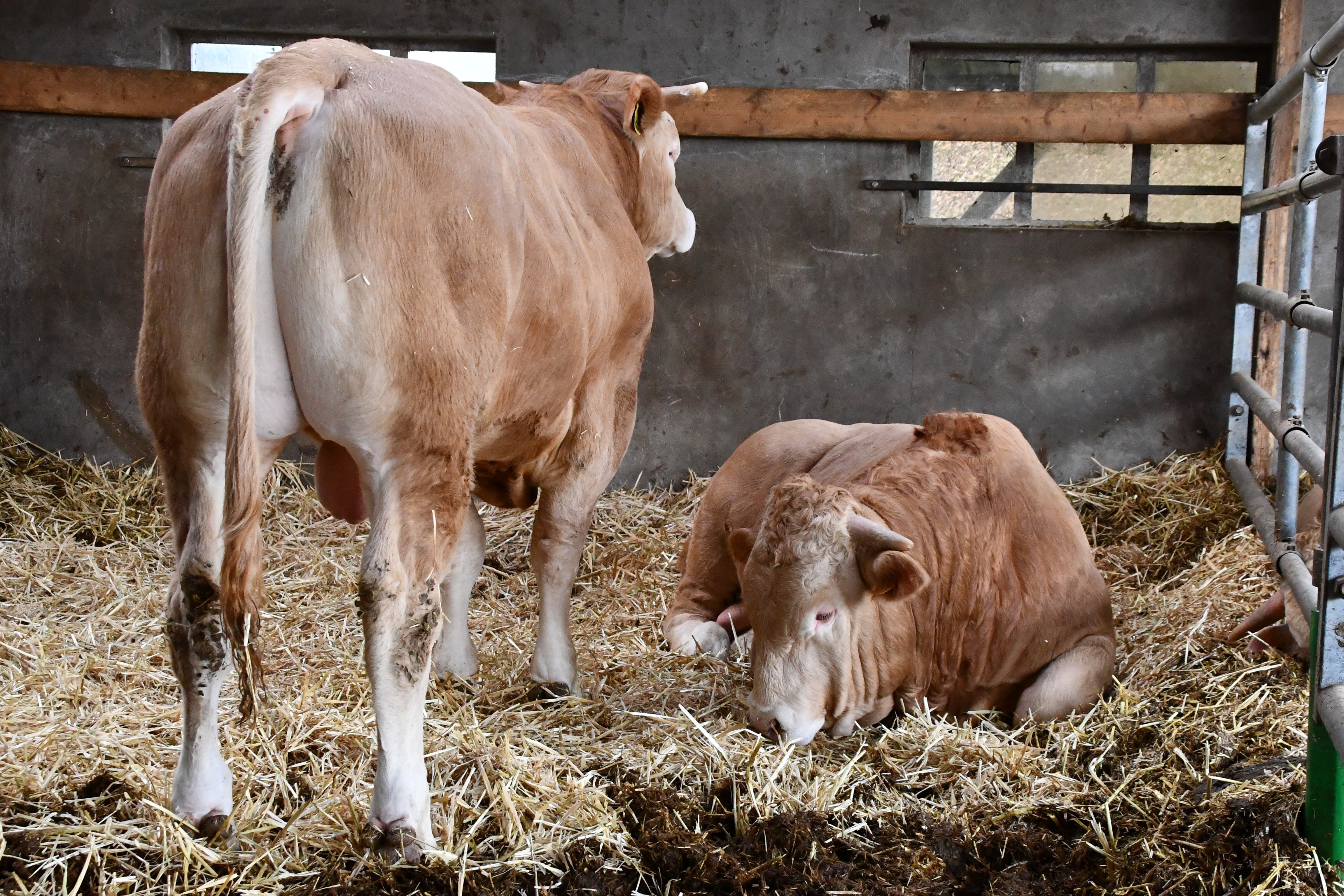 Nieuwe beloftes fokstieren op het COT