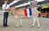 Surprise van de Woeste Hoeve Kampioen