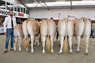 groep Boerlanderij
