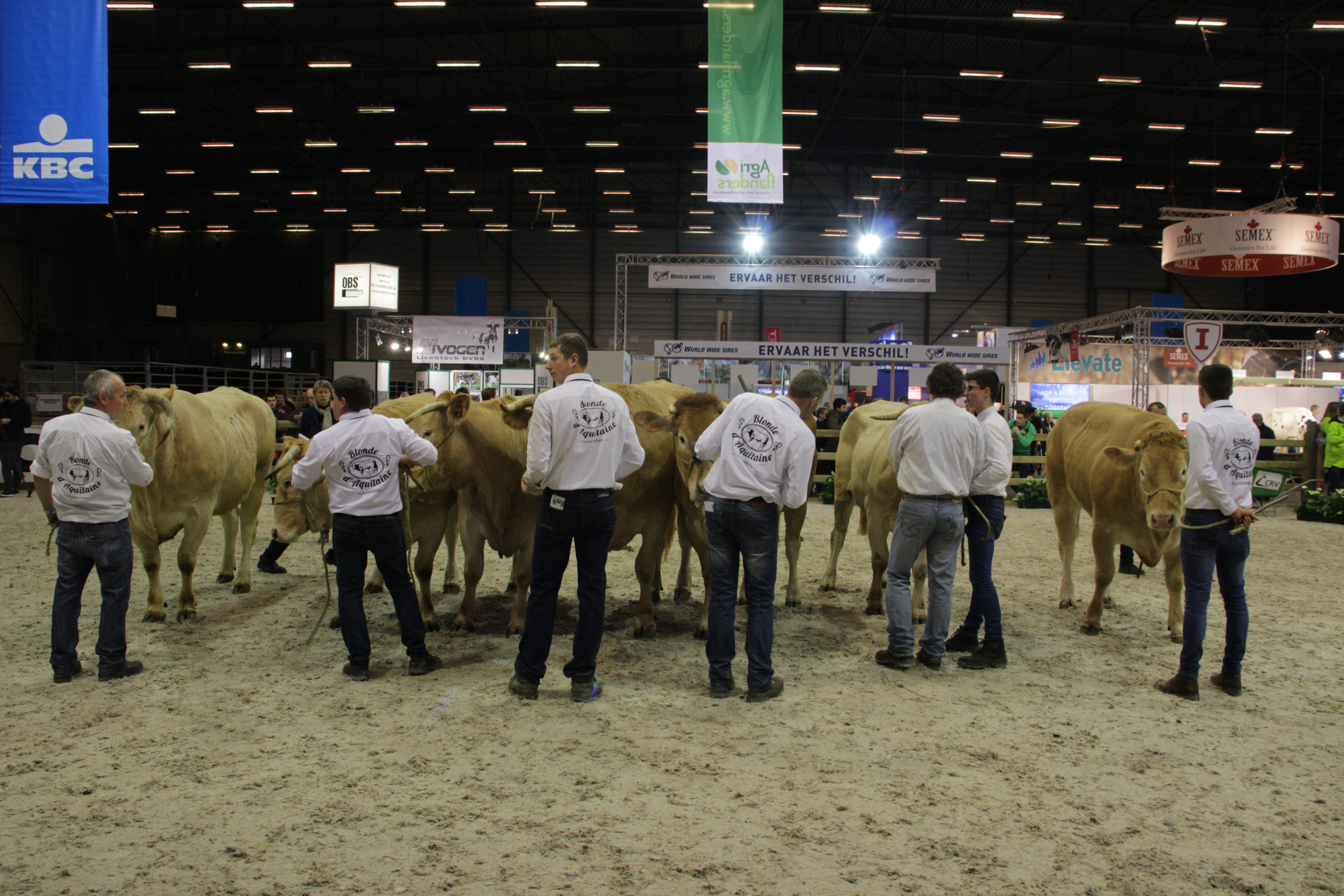 Blondes in beeld op de keuring in Gent