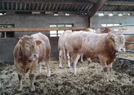 3 cot