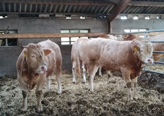 3 cot