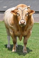 stier voor fokkerij