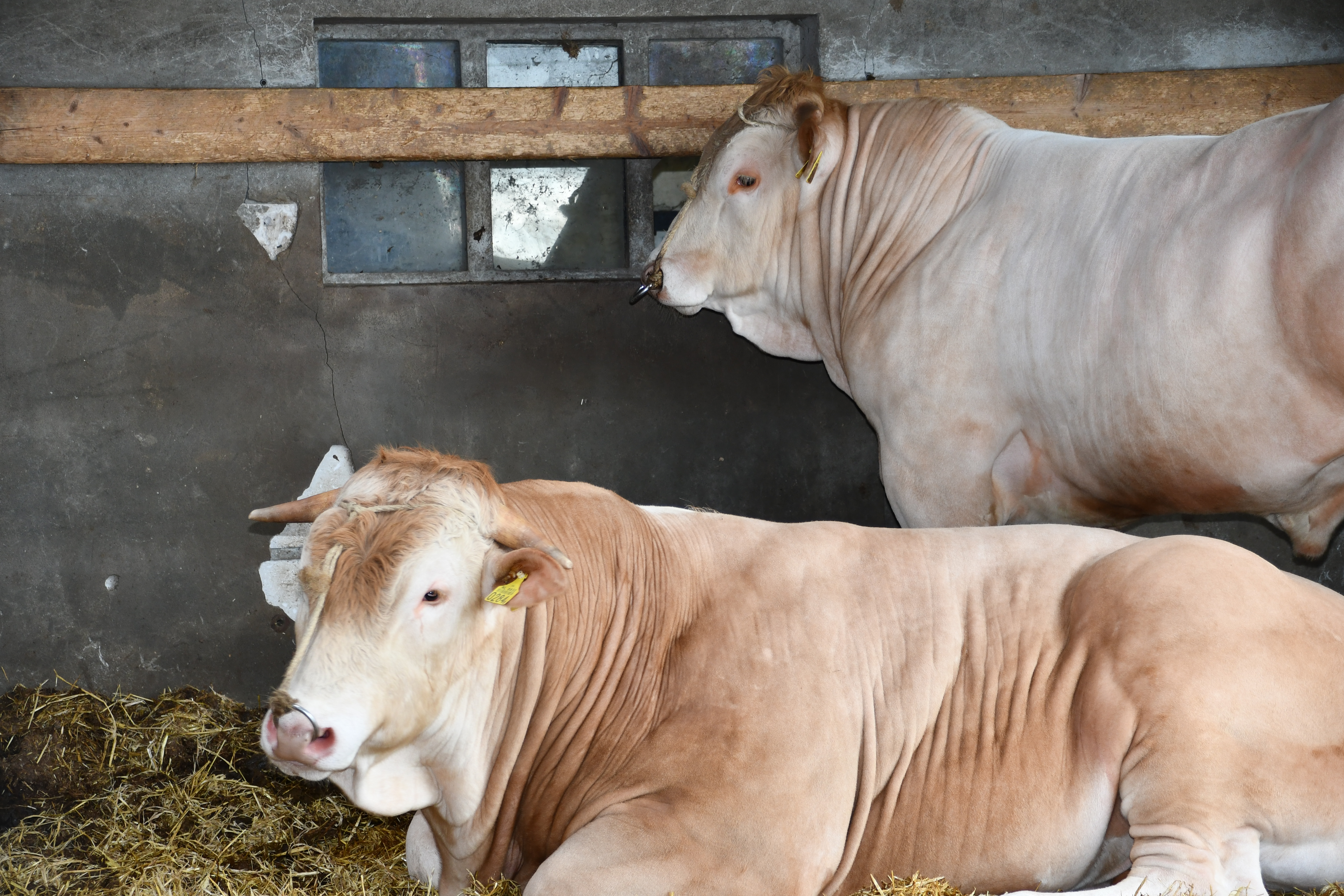 BAC-stieren ingeschreven