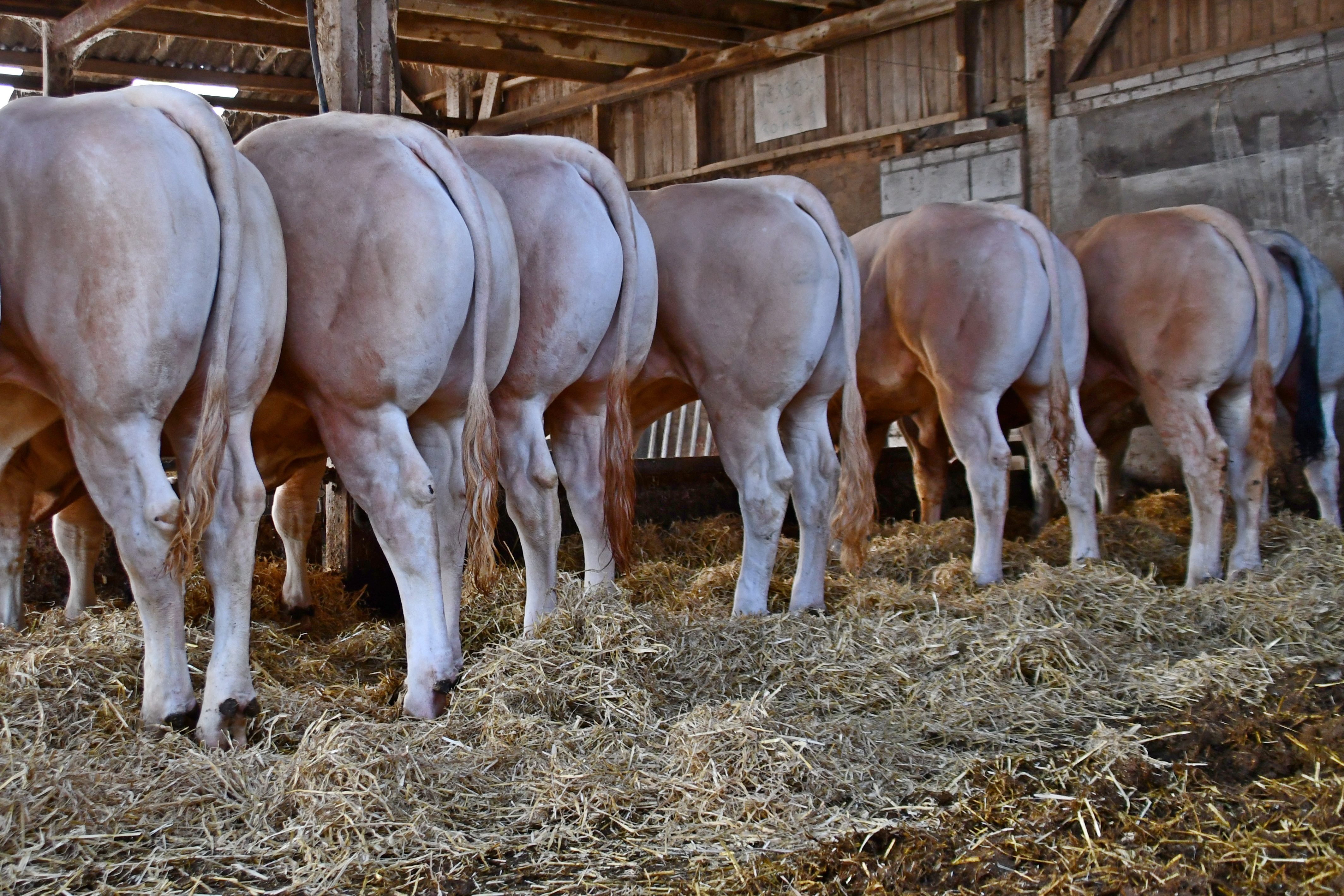 Lineaire scores en groeicijfers veilingstieren online