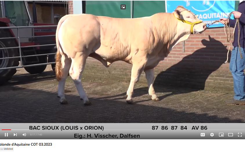 Video van de BAC-veilingstieren