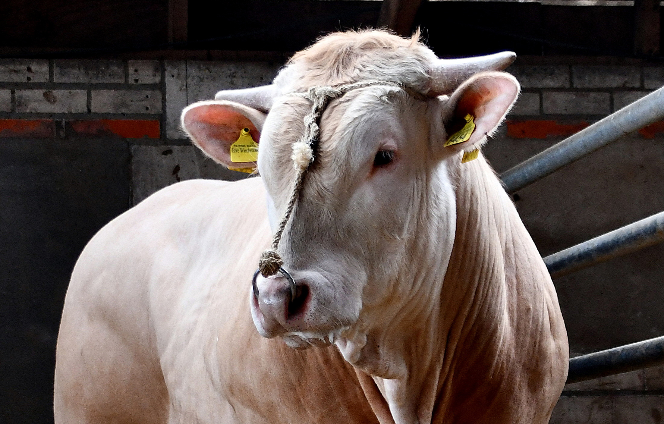 Fotostambomen van de veilingstieren