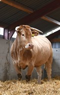 Veelers Orleans