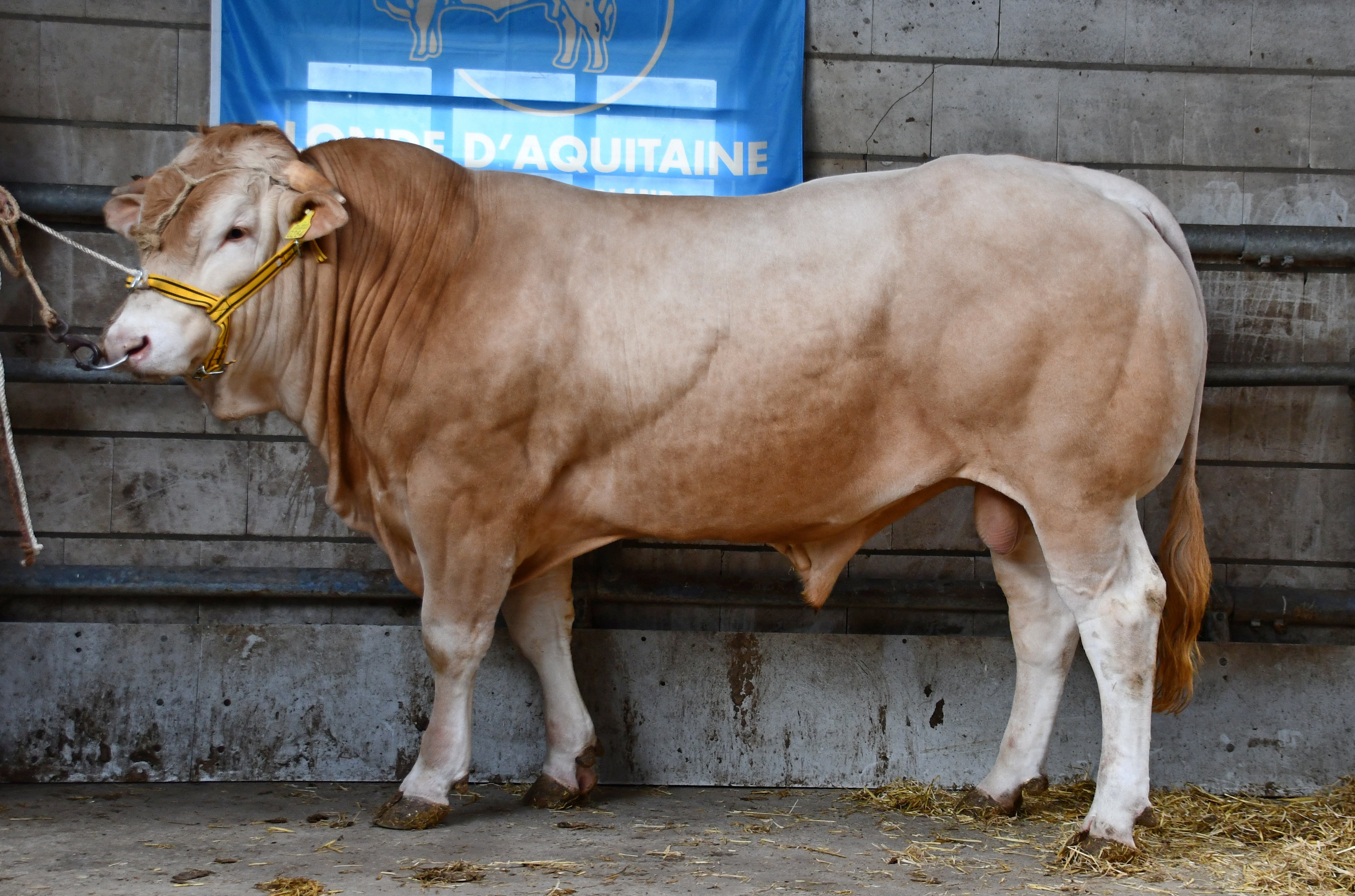 BAC Smiley van de Woeste Hoeve breekt alle records