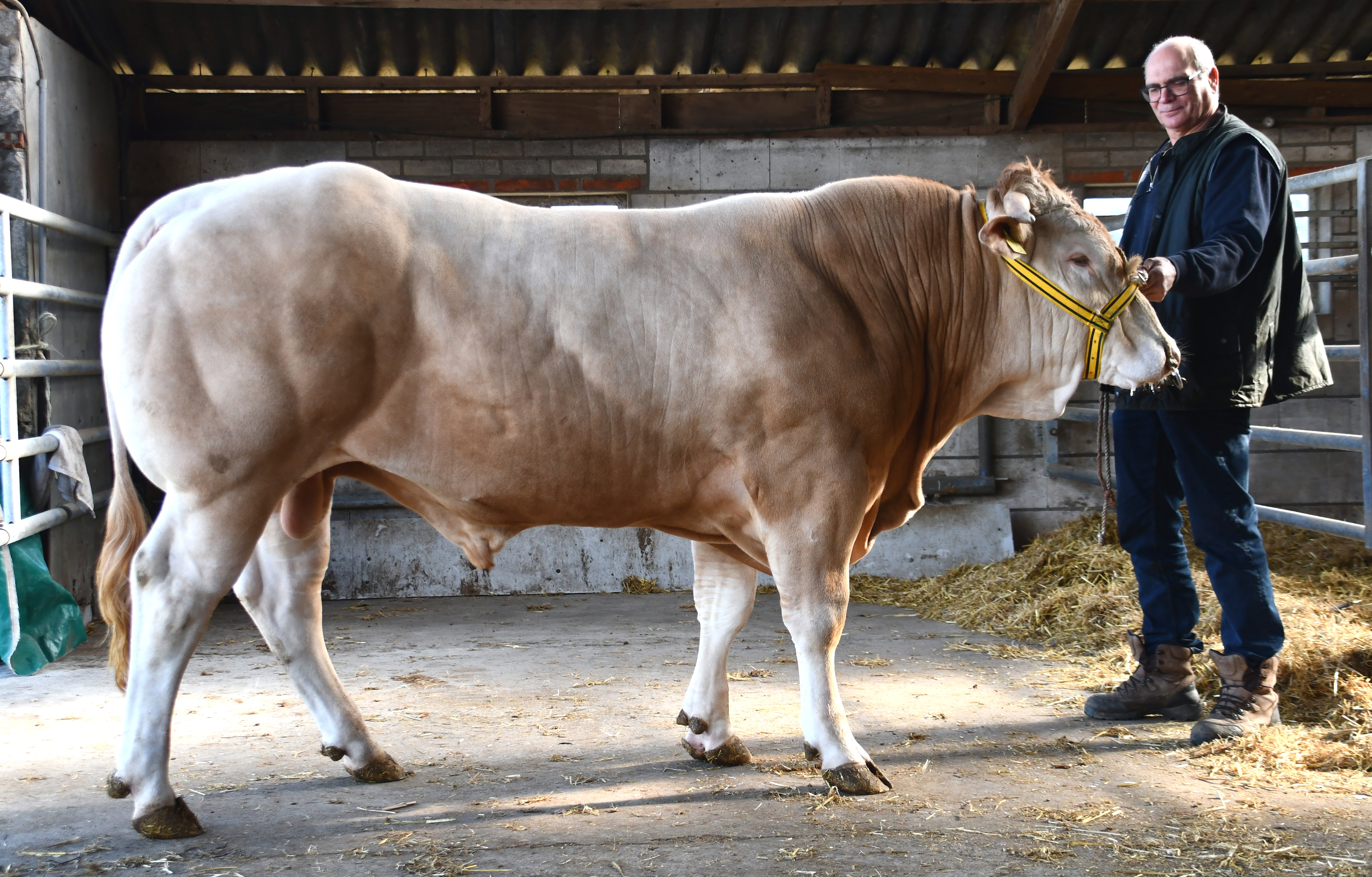 Veilingtopper BAC Smiley van de Woeste Hoeve naar zijn nieuwe eigenaar
