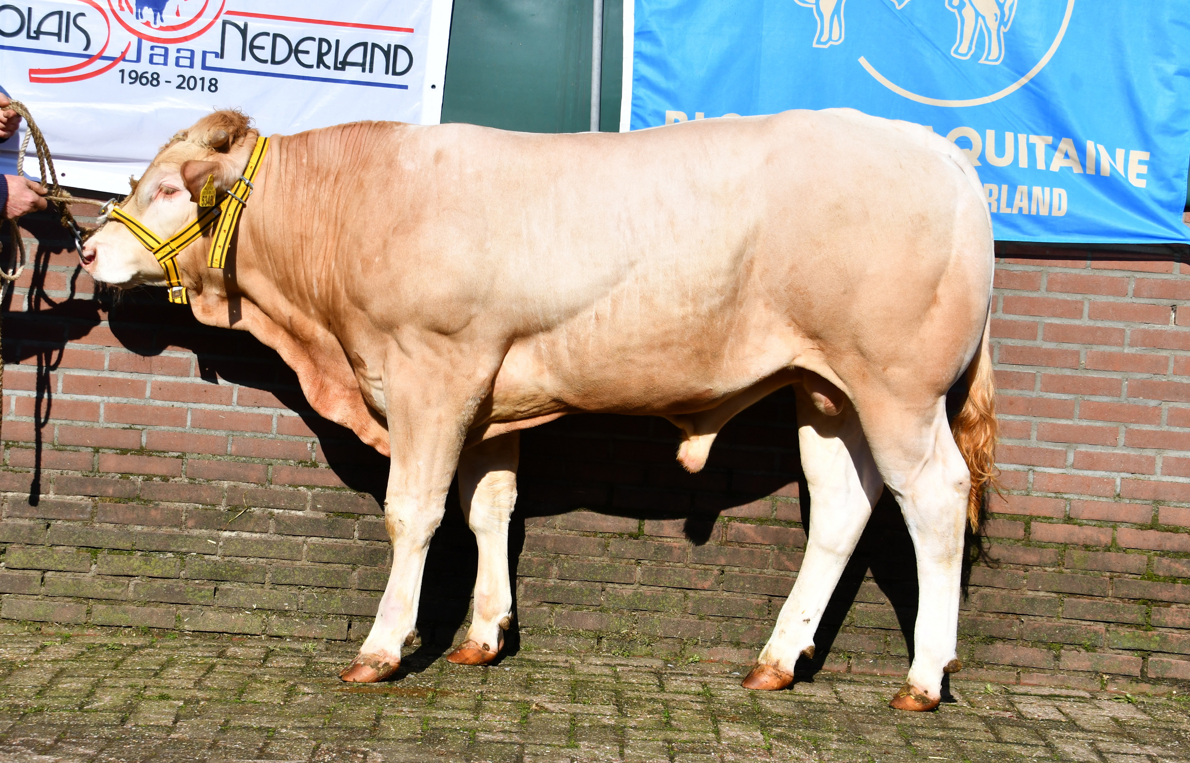 Veiling van BAC Ties zaterdag 1 april 13.00uur