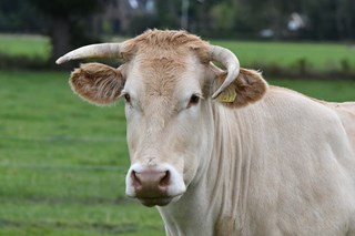 Blond d'Aquitaine