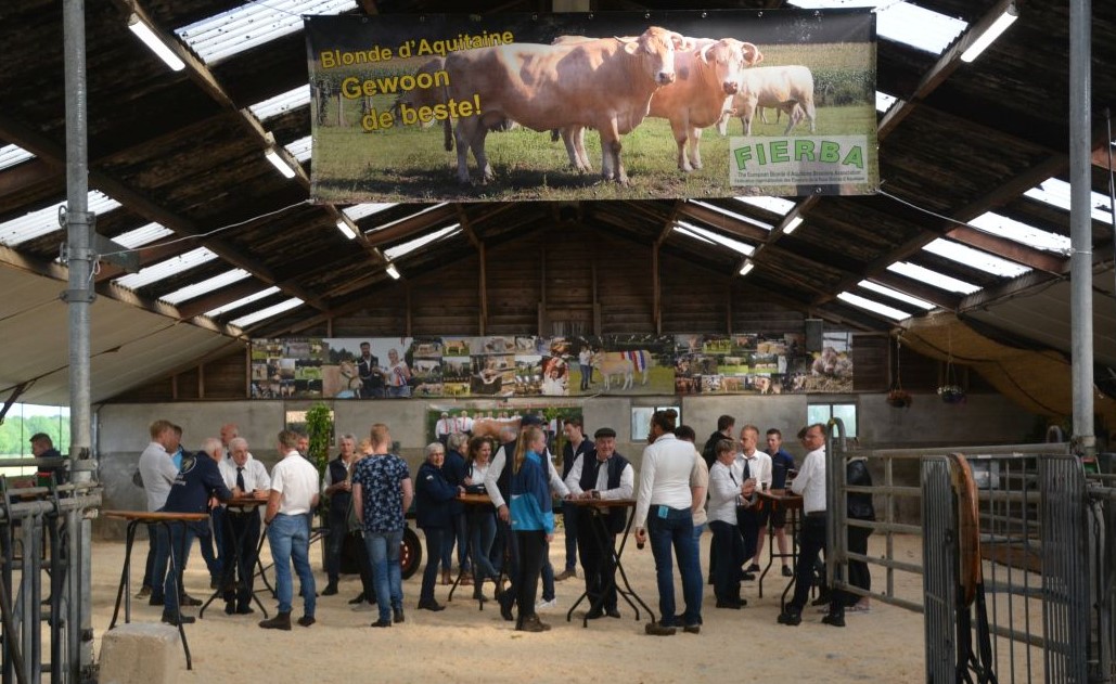 Koeien kijken in Koekange