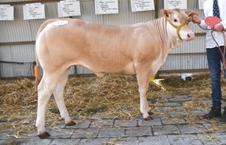Ti Amo vd Woeste Hoeve