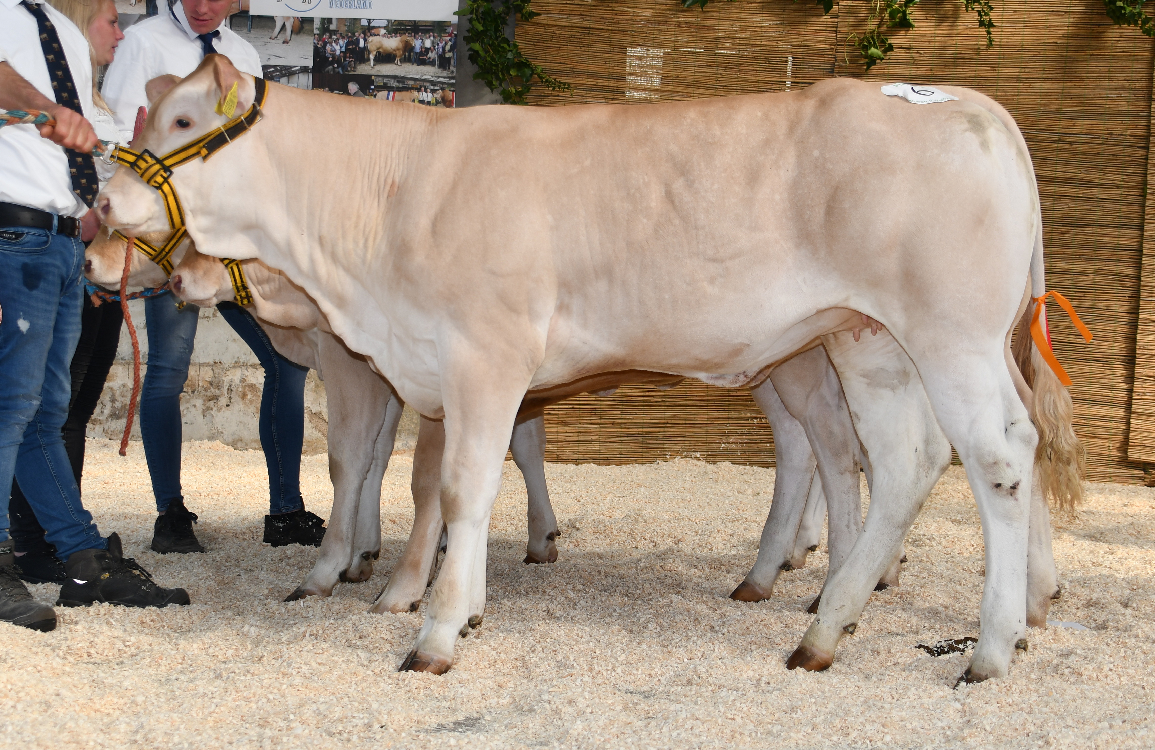 Rubriekswinnaars jongveekeuring