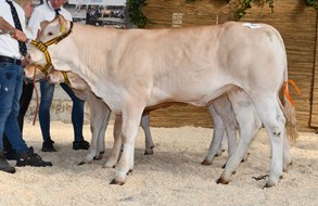 Toulouse Malo