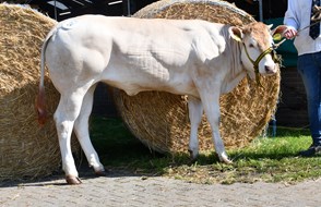 Duivendal Tilde