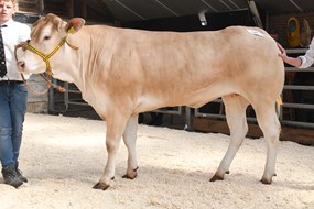 Sunshine van de Woeste Hoeve