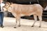 Sunshine van de Woeste Hoeve