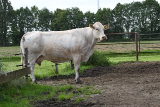 Grob koe