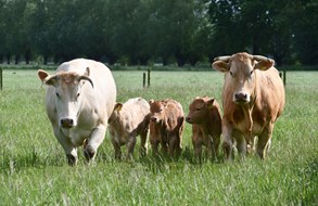 Grob kalveren tussen 2 koeien