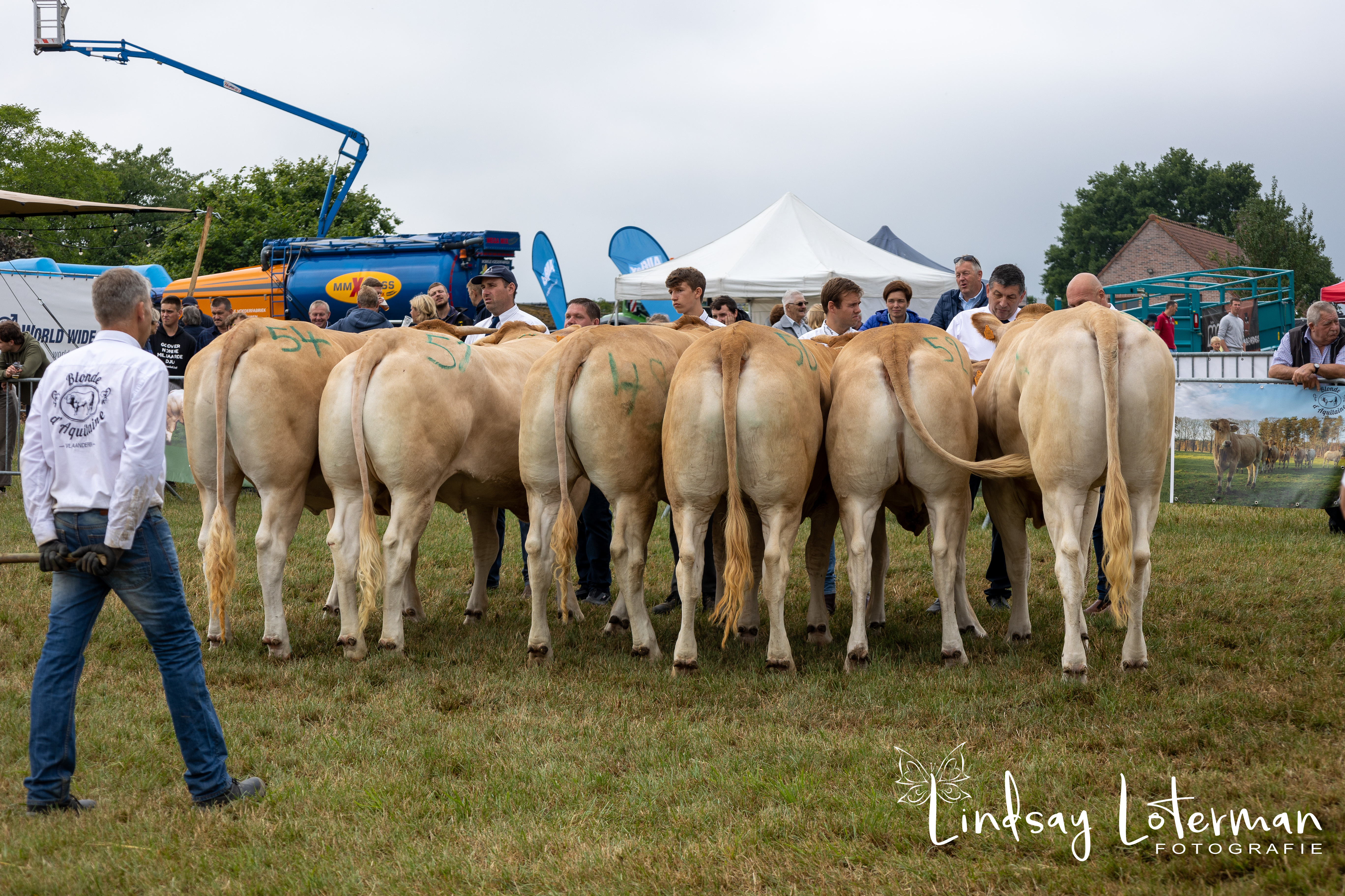 Blonde d'Aquitaine keuring in Bogaarden