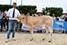 Ultieme van de Woeste Hoeve