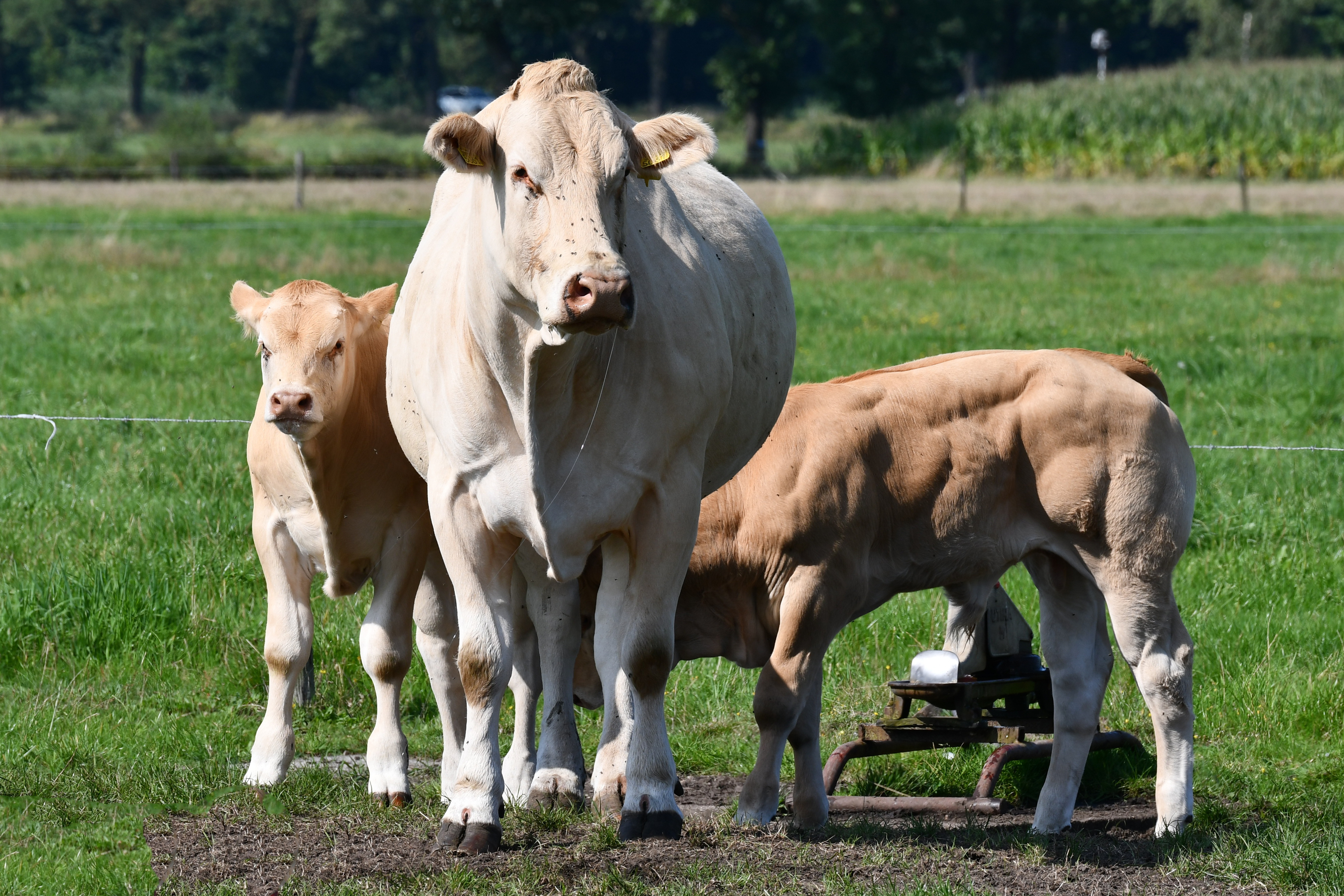 Nieuwe IBOVAL index Franse stieren