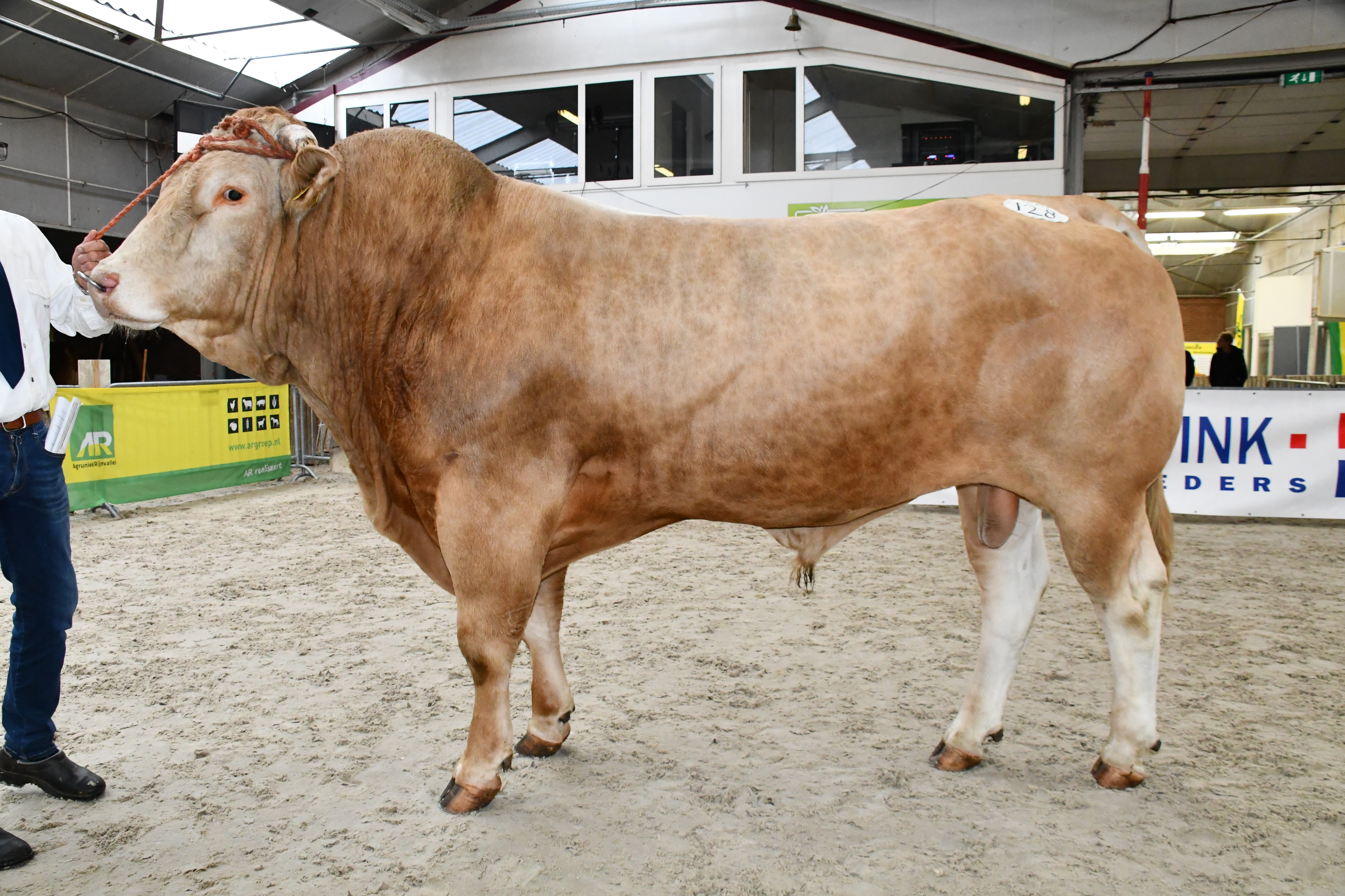 Jonge fokstieren naar centraal opfokstation in Laren