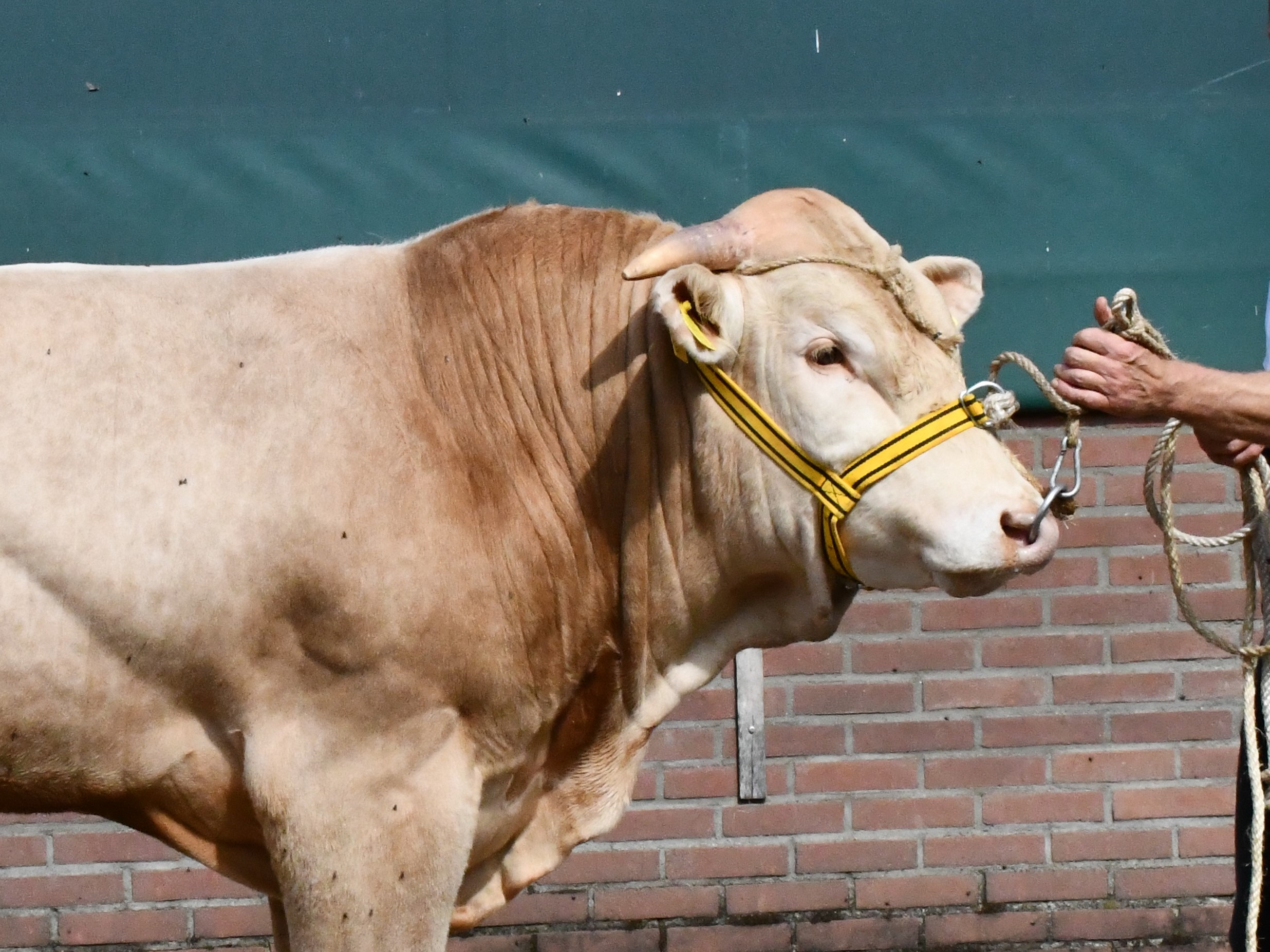 Monique van Dorresteijn in VeeteeltVlees